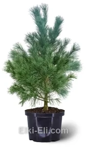 Кедр уссурийский в горшке, фото