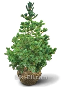 Сосна кедровая сибирская, живое новогоднее дерево для высадки, фото
