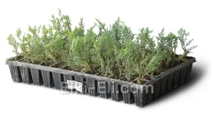 Можжевельник даурский (мультиплата), фото