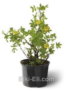 Лапчатка кустарниковая Goldfinger, фото