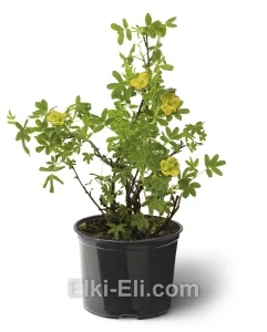 Лапчатка кустарниковая Goldfinger, фото