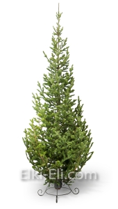 Пихта сибирская, фото Пихта сибирская, фото