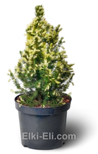 Ель канадская Daisy's White (Дейзис Вайт) в горшке, фото