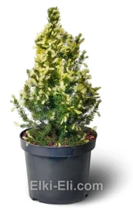 Ель канадская Daisy's White (Дейзис Вайт) в горшке, фото