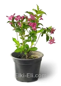 Вейгела Eva Rathke, фото