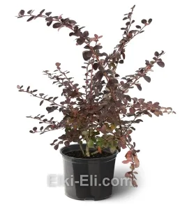 Барбарис оттавский Superba, фото