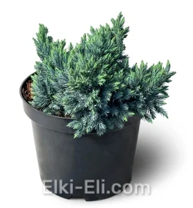 Можжевельник чешуйчатый Blue Star в горшке, фото