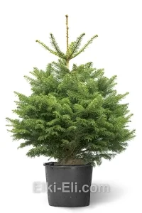 Пихта Турецкая (Пихта Бормулиана), живое новогоднее дерево в емкости (горшке), фото
