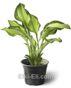 Хоста Colored Hulk в горшке, фото