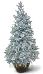 Ель колючая Хупси, живое новогоднее дерево для высадки, фото
