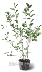 Арония черноплодная, фото