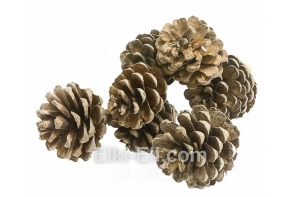 Маленькая сосновая шишка, фото