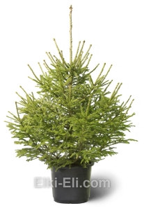 Ель Русская в горшке, фото