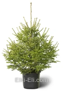 Ель Русская в горшке, фото