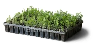 Туя восточная шаровидная (мультиплата), фото