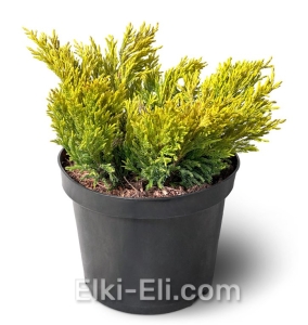 Можжевельник горизонтальный Limeglow в горшке, фото