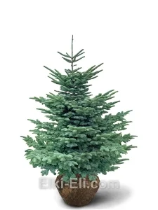 Пихта Нобилис, живое новогоднее дерево для высадки, фото