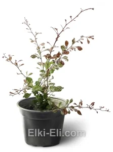 Барбарис Тунберга Harlequin, фото