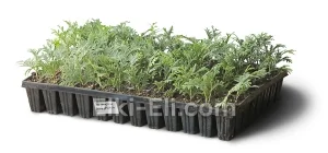 Туя западная Альбоспиката (мультиплата), фото