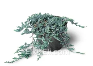 Можжевельник горизонтальный Wiltonii в горшке, фото