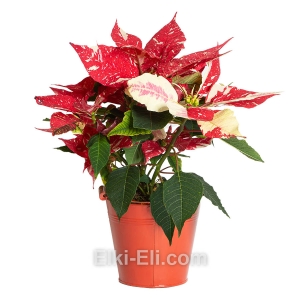 Пуансеттия красная с белыми пятнами в декоративном ведре, фото