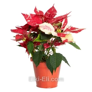 Пуансеттия красная с белыми пятнами в декоративном ведре, фото