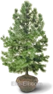 Сосна орегонская , фото