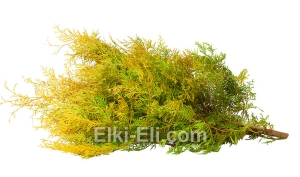 Лапник Туи Западной Рэйнхолд, фото Лапник Туи Западной Рэйнхолд, фото