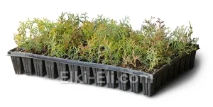 Туя западная Рейнголд (мультиплата), фото