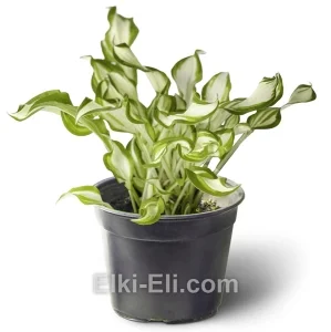 Хоста Kiwi Spearmint в горшке, фото