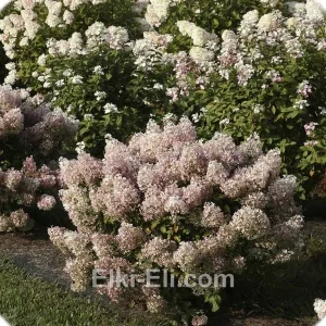 Гортензия метельчатая Bobo, фото