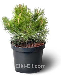 Сосна горная Pumilio (Пумилио) в горшке, фото