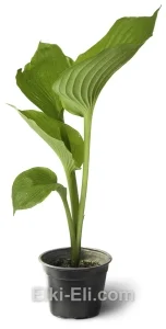 Хоста Sum and Substance в горшке, фото