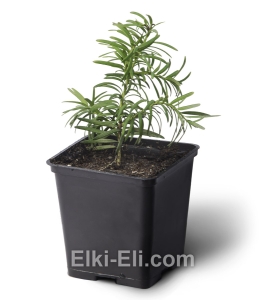 Тис ягодный , фото