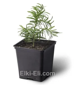 Тис ягодный , фото