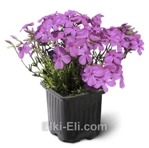 Флокс шиловидный MacDaniels Cushion , фото Флокс шиловидный MacDaniels Cushion , фото