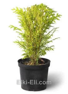 Туя западная Голден Глоб в горшке, фото