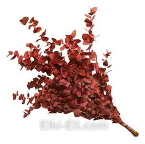 Листья Эвкалипта красного, фото