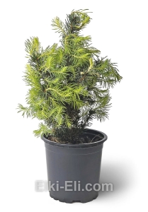 Ель канадская Sun on the Sky в горшке, фото