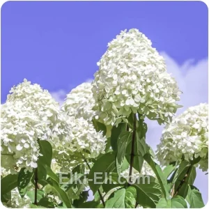 Гортензия метельчатая Polar Bear, фото
