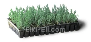 Можжевельник китайский Стрикта (мультиплата), фото