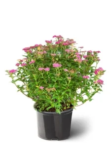 Спирея японская Neon Flash, фото