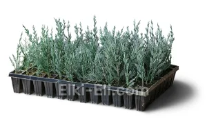 Можжевельник скальный Мунглоу (мультиплата), фото