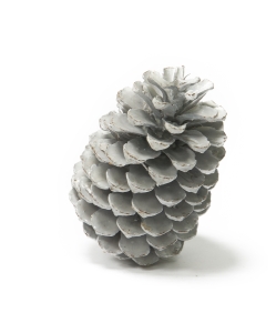 Крупная сосновая шишка (белая), фото