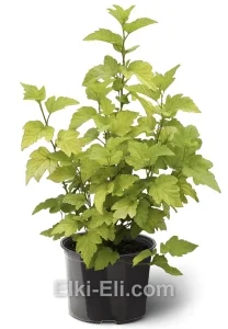 Пузыреплодник калинолистный Luteus в горшке, фото