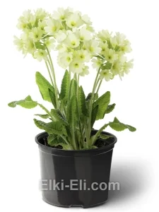 Примула Элатиор, фото