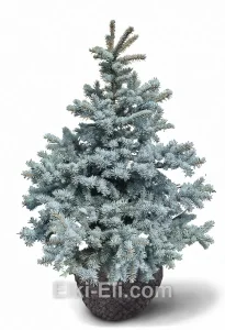 Ель колючая Костер, живое новогоднее дерево для высадки, фото
