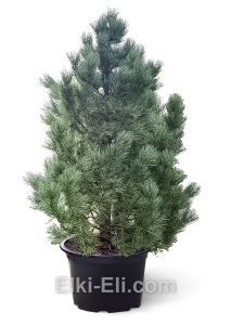 Кедр европейский в горшке, фото