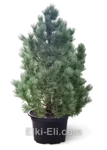 Кедр европейский в горшке, фото