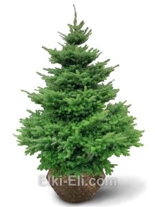 Пихта Корейская, фото